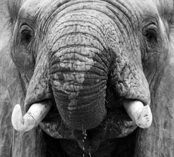 04Kevin Van Der Linde Elephant 26022019 Final 04Kevin Van Der Linde Elephant 26022019 Final