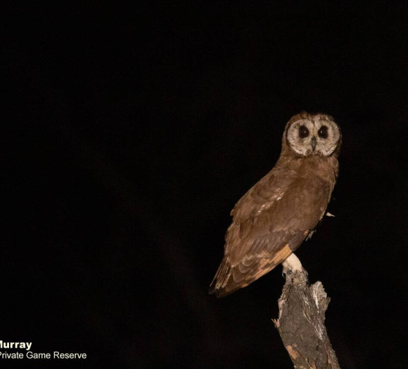 02Louise Murray Marsh Owl 03072019 Final 02Louise Murray Marsh Owl 03072019 Final