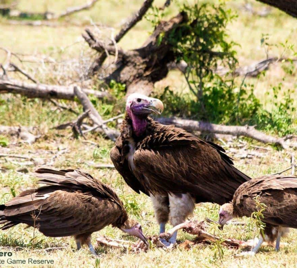 18ronald Mutero Vultures 071120 12 Final 18ronald Mutero Vultures 071120 12 Final