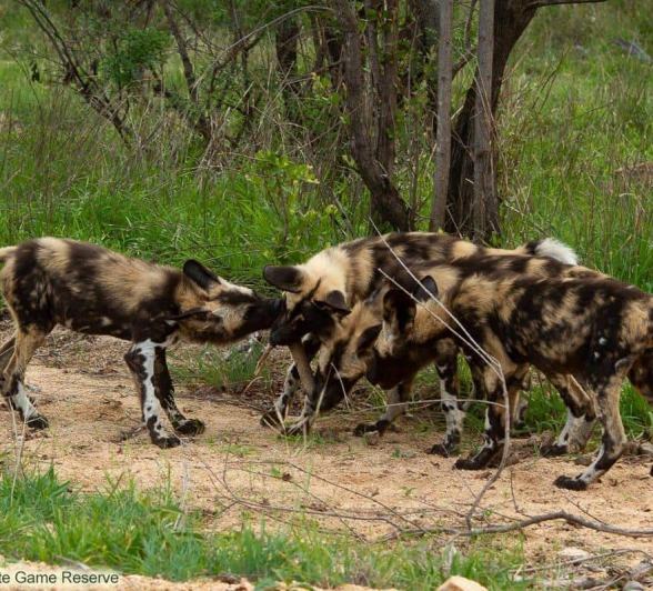 34Amy Leigh Wild Dogs 6 051120 Final 34Amy Leigh Wild Dogs 6 051120 Final