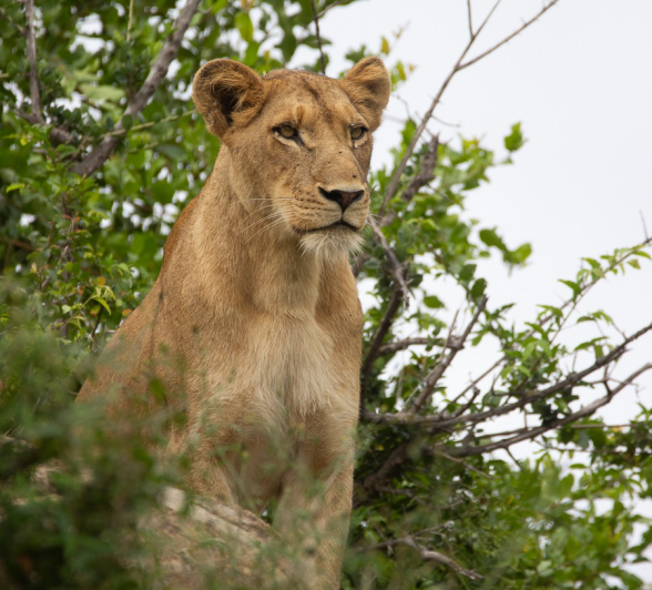 08Louise Murray SP 27022021 FINAL