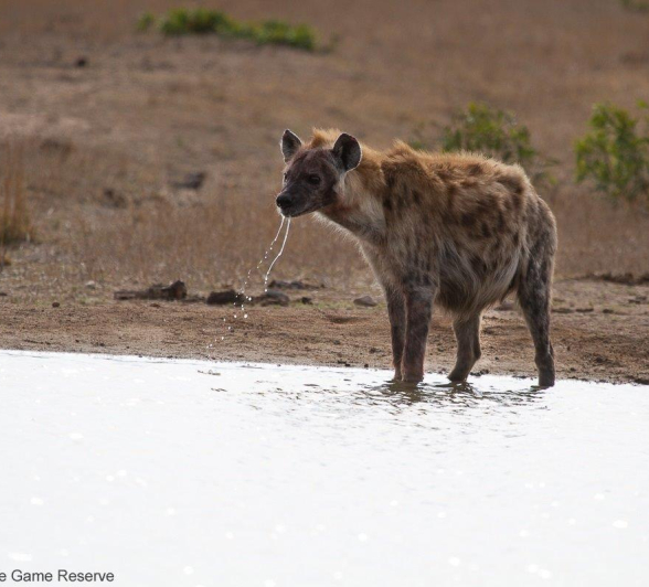 A14Amy Leigh Hyena 220921  Final A14Amy Leigh Hyena 220921  Final