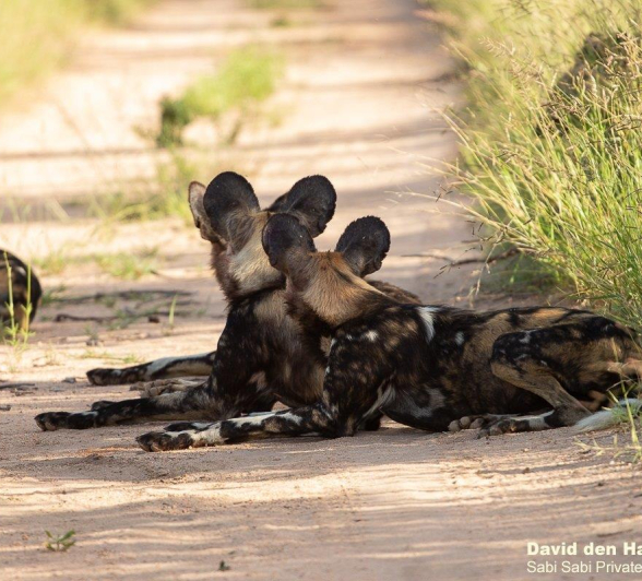 A37David Den Hartog Wild Dogs 21 01 2022 1 Final