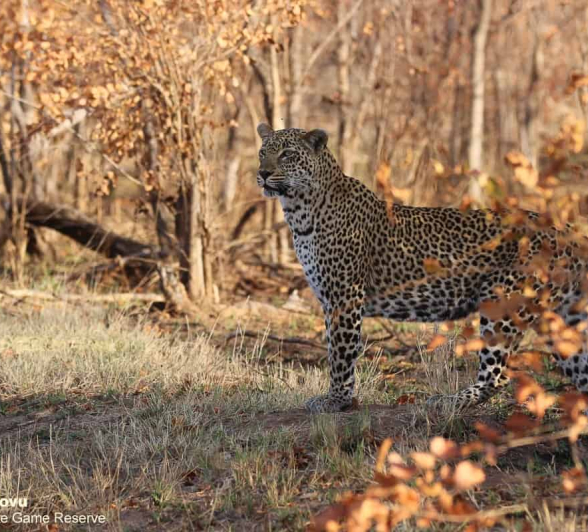 01andries Leopard.schotia 300620 2 Final 01andries Leopard.schotia 300620 2 Final