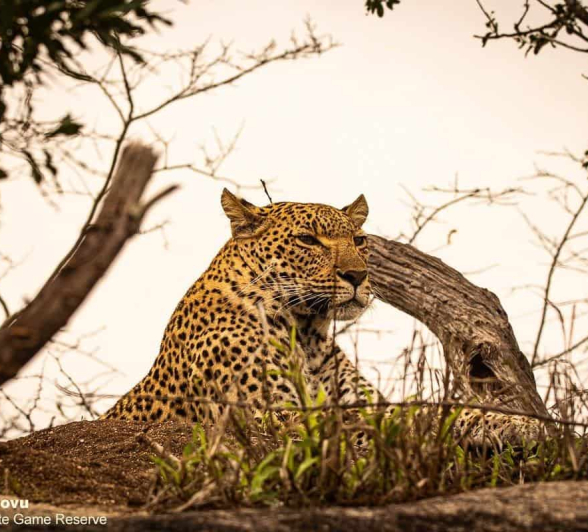 25andries.leopard.kigelia 071020 2 Final 25andries.leopard.kigelia 071020 2 Final