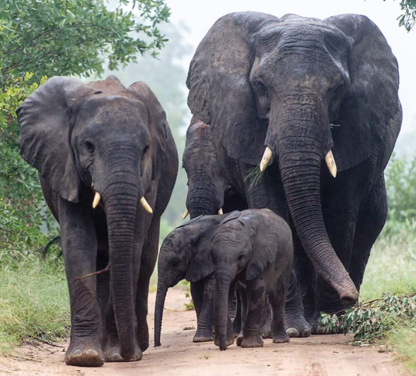 Elephant 1200px 228 Elephant 1200px 228