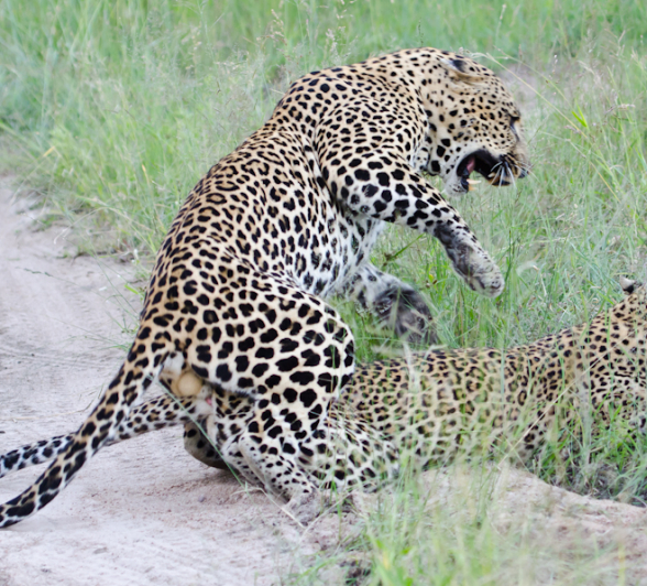 Leopards Mating 2 Leopards Mating 2
