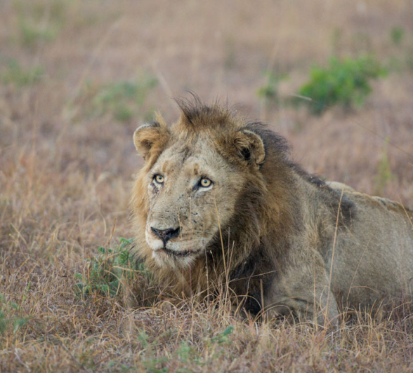 Sand River Male 1 Sand River Male 1