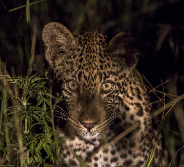 Kyle Nottins Cub 2 Kyle Nottins Cub 2