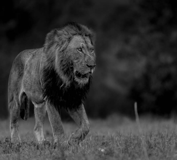 08Pravir Patel Lion02 151015 08Pravir Patel Lion02 151015