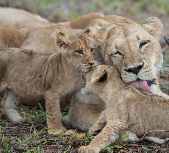 20Terry Ennever SP Cubs2 10 3 16