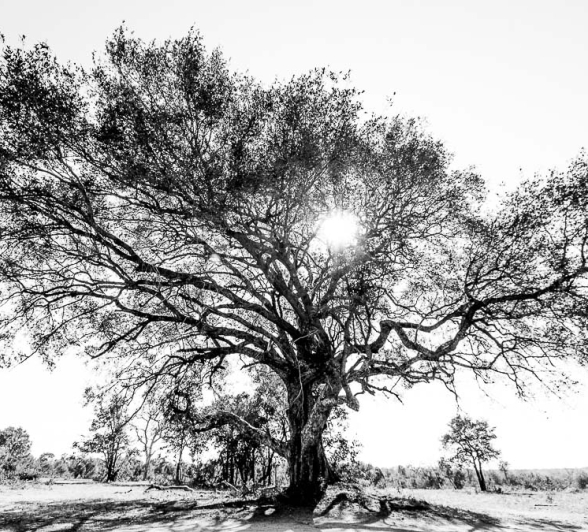 02Sheldon Hooper Big Tree