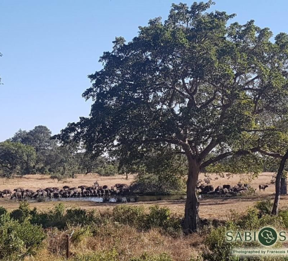 20Franscois Rosslee Buff Bush Pan Final