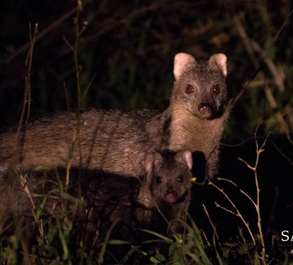 30Frederik Aucamp White Tailed Mongoose Final 30Frederik Aucamp White Tailed Mongoose Final