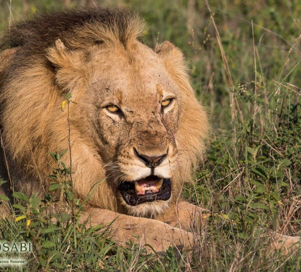 28Franscois Rosslee Lions Mating1 1 Of 1 Final 28Franscois Rosslee Lions Mating1 1 Of 1 Final
