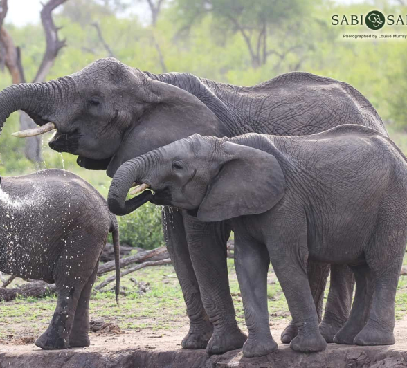 05Louise Murray Elephantsi 30122018 Final