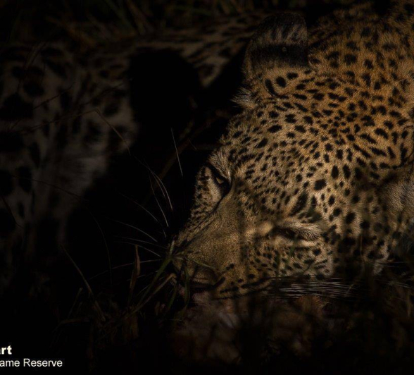 32Graeme Stewart Leopard 200320 5 Final