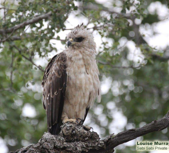11Louise Murray Eagle 01042020 1 Final