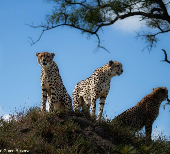 18Amy Leigh Cheetah 2 070420 Final 18Amy Leigh Cheetah 2 070420 Final