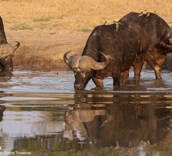 08Marco Vietti Buffalo 1 180721 Final
