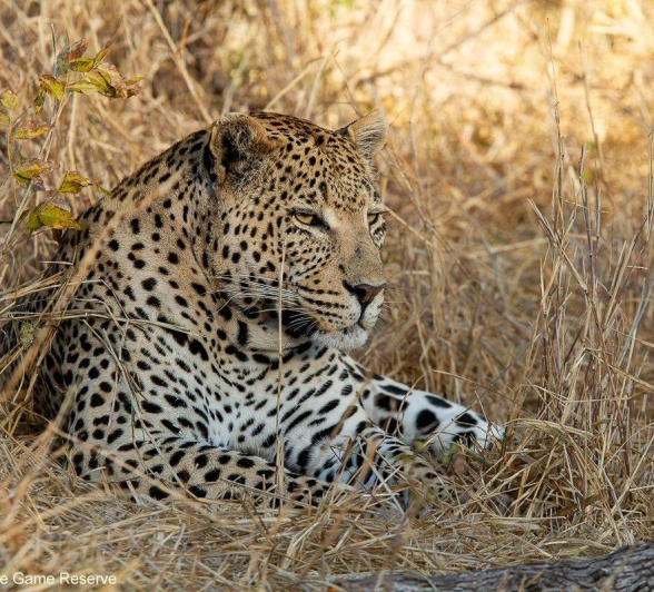 B16Amy Leigh Leopard White Dam 1 290721 Final