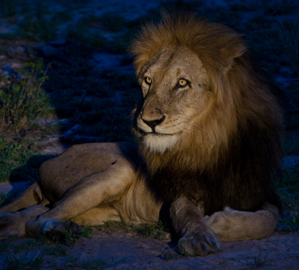 Kruger Male Kruger Male