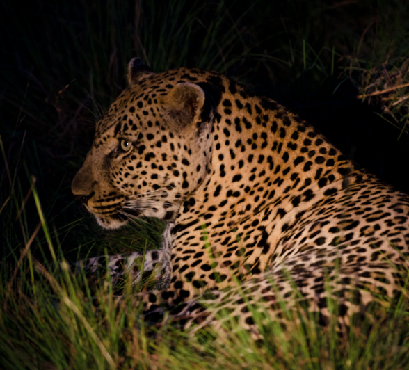 Leopards Mating 6 Leopards Mating 6