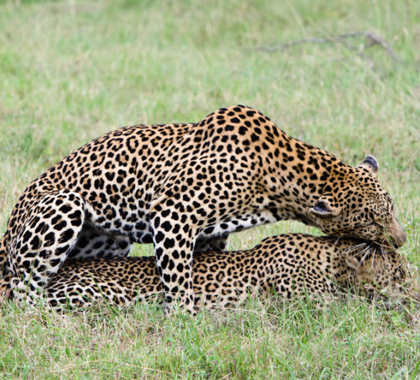 Leopards Mating Leopards Mating