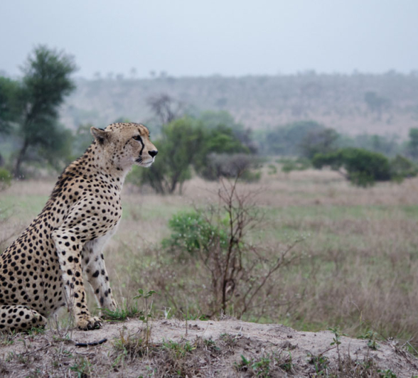 Cheetah Kingdom Steve Cheetah Kingdom Steve
