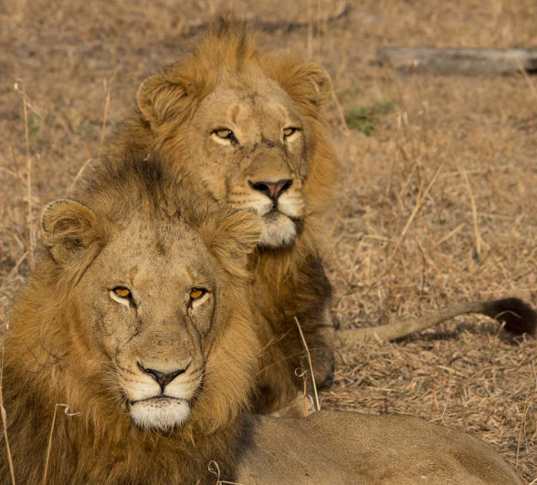 02Franscois Rosslee 4wmating2 1 Of 1 02Franscois Rosslee 4wmating2 1 Of 1