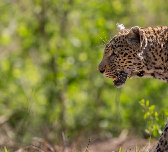 17Pravir Patel Leopard02 17Pravir Patel Leopard02