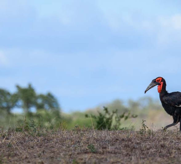 28Mike Palmer Ground Hornbill 050316