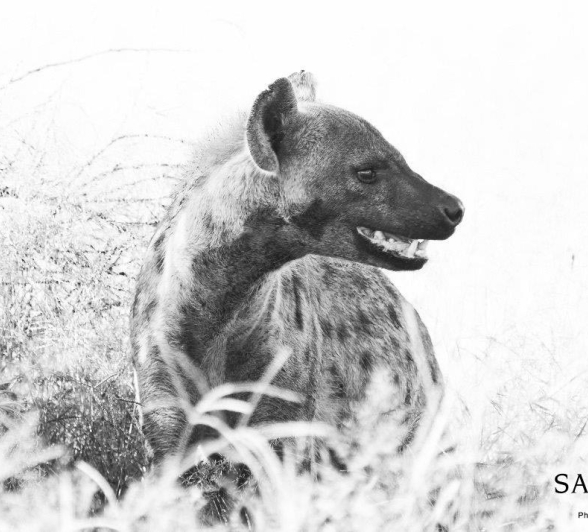 35Kevan Dobbie Hyena 04 Final 35Kevan Dobbie Hyena 04 Final