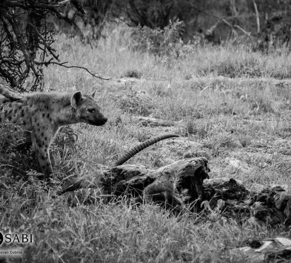 19Kevan Dobbie Hyena Waterbuck 040118 Final 19Kevan Dobbie Hyena Waterbuck 040118 Final