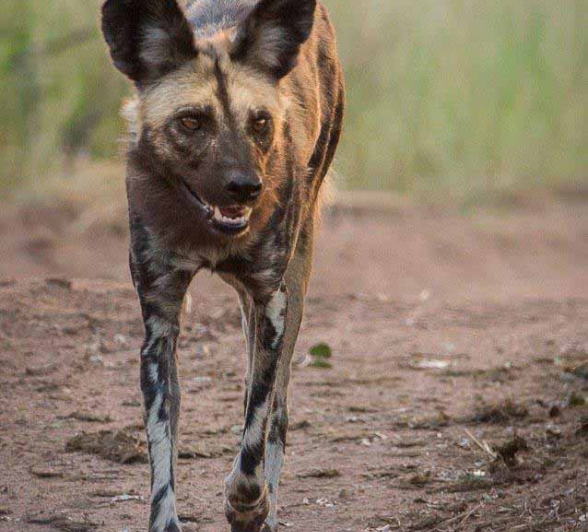 08Terry Ennever Wild Dog 2018419 Final 08Terry Ennever Wild Dog 2018419 Final
