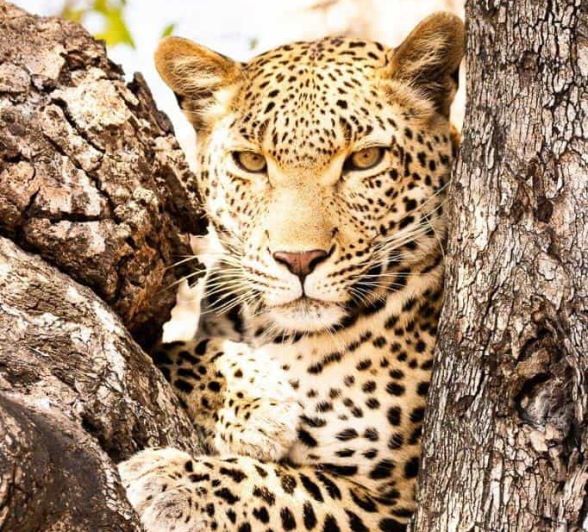 20Frederik Aucamp Kagelia Female Leopard 3 Final 20Frederik Aucamp Kagelia Female Leopard 3 Final