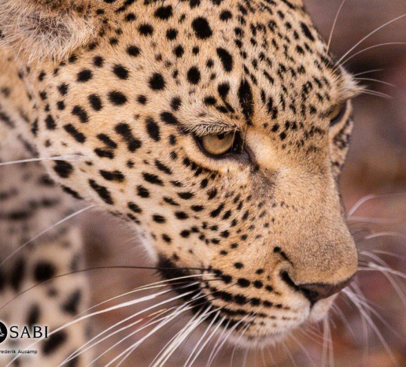 08Frederik Aucamp Kagilia Female Leopard 11 08 2019 3 Final 08Frederik Aucamp Kagilia Female Leopard 11 08 2019 3 Final