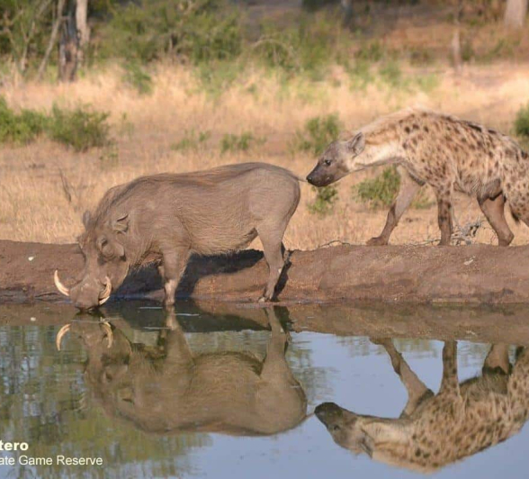 01Ronald Mutero Hyena 23092019 Final 01Ronald Mutero Hyena 23092019 Final