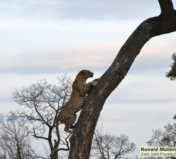 13Ronald Mutero Nweti 31102019 6 Final 13Ronald Mutero Nweti 31102019 6 Final