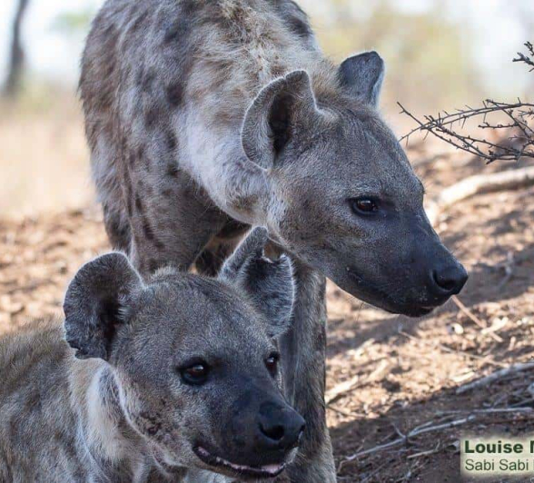 43Louise Murray Hyena 06112019 1 Final 43Louise Murray Hyena 06112019 1 Final