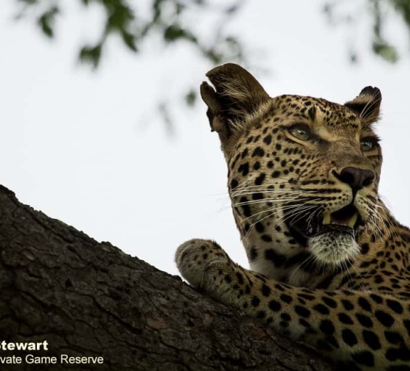 26 Graeme Stewart Ntsumi 070120 2 2 26 Graeme Stewart Ntsumi 070120 2 2