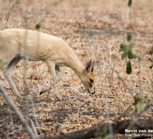 07Kevin Van Der Linde Albino Duiker 09102018 2 Final 07Kevin Van Der Linde Albino Duiker 09102018 2 Final