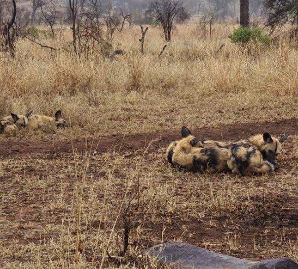 01Rebecca Boshoff Wild Dogs 01092020 1 Final 01Rebecca Boshoff Wild Dogs 01092020 1 Final