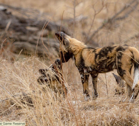 A12Amy Leigh Wild Dog 2 290921 Edit Final