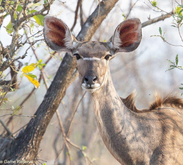 A10Amy Leigh Kudu 1 111121 Final A10Amy Leigh Kudu 1 111121 Final