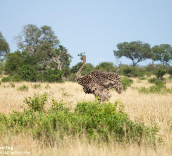 A28David Den Hartog Ostrich 14 03 2022 1 Final A28David Den Hartog Ostrich 14 03 2022 1 Final