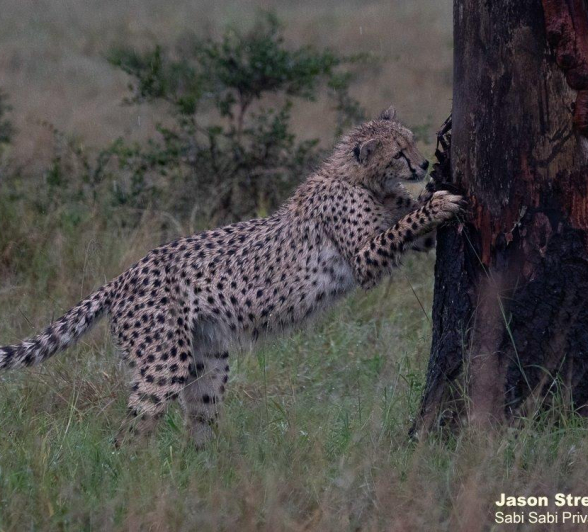 A24Jason Street Cheetah 220522 2  Final A24Jason Street Cheetah 220522 2  Final