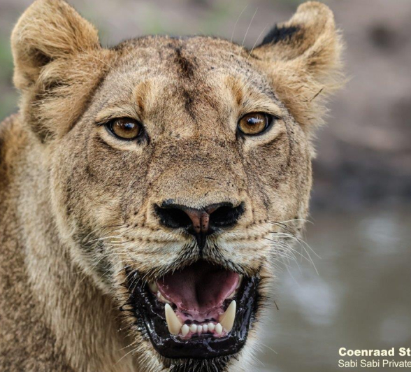 B15Coenraad Stapelberg Styx 140123 3 Final