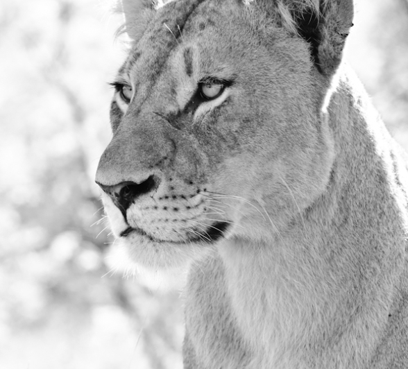 BW Lioness 3 BW Lioness 3
