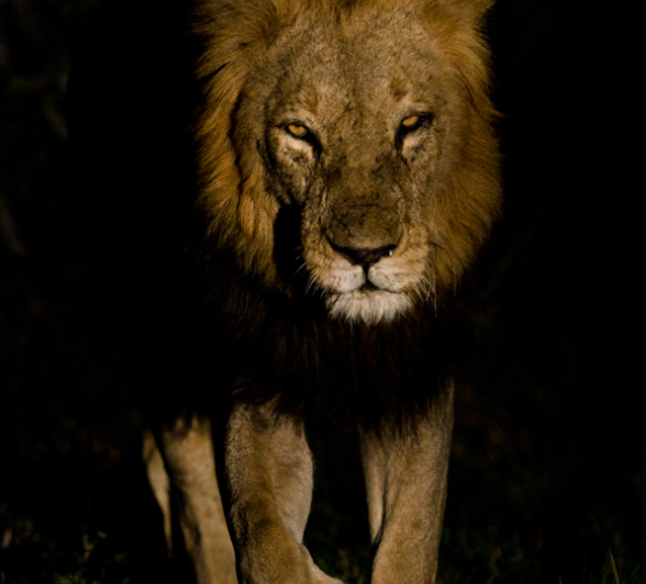 Sabi Sabi Photography 17 Sabi Sabi Photography 17